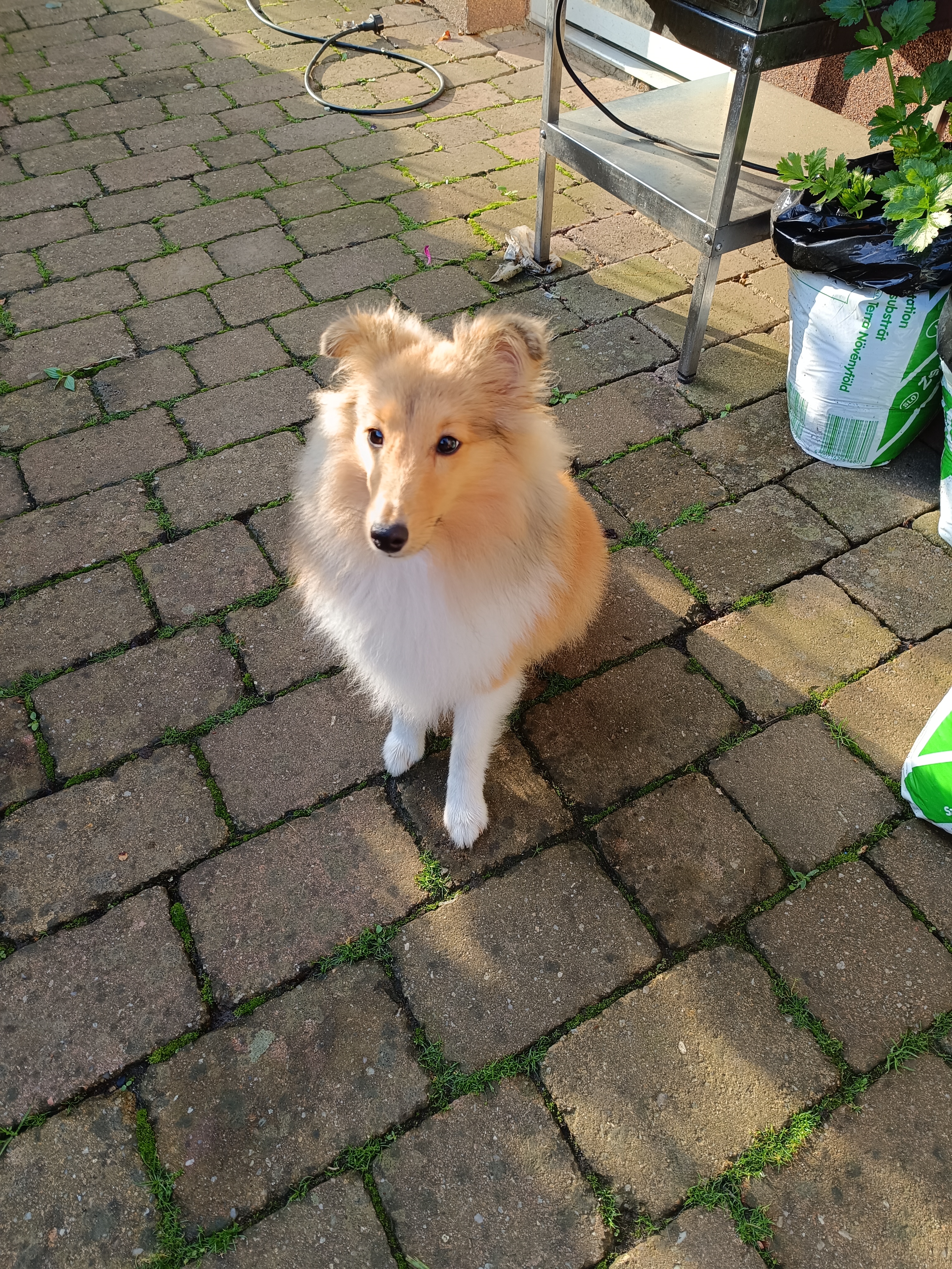 Charming Fluffball Dancing in the wind